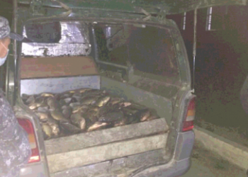 Түркістан: Балық аулаған браконьерлер ұсталды