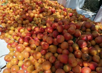 ЖЕТІСАЙЛЫҚ БАҒБАНДАР ҚАРҚЫНДЫ БАУДЫҢ ПАЙДАСЫН КӨРЕ БАСТАДЫ