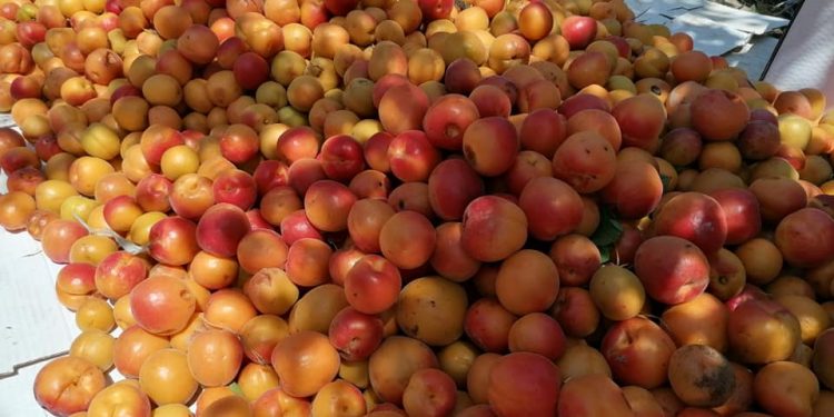 ЖЕТІСАЙЛЫҚ БАҒБАНДАР ҚАРҚЫНДЫ БАУДЫҢ ПАЙДАСЫН КӨРЕ БАСТАДЫ