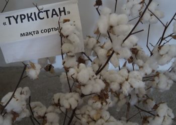 КЕНТАУЛЫҚ ШАРУАЛАР БІР ЕМЕС, БІРНЕШЕ ӨНІМ ТҮРІН ӨНДІРЕДІ