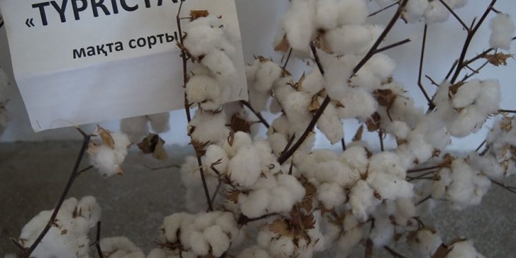 КЕНТАУЛЫҚ ШАРУАЛАР БІР ЕМЕС, БІРНЕШЕ ӨНІМ ТҮРІН ӨНДІРЕДІ