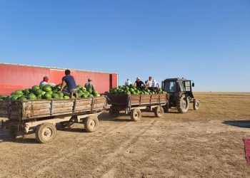 ТҮРКІСТАН ОБЛЫСЫ: ШАРДАРАЛЫҚ ДИХАНДАР 6500 ТОННА ҚАРБЫЗДЫ ЭКСПОРТТАП ҮЛГЕРДІ