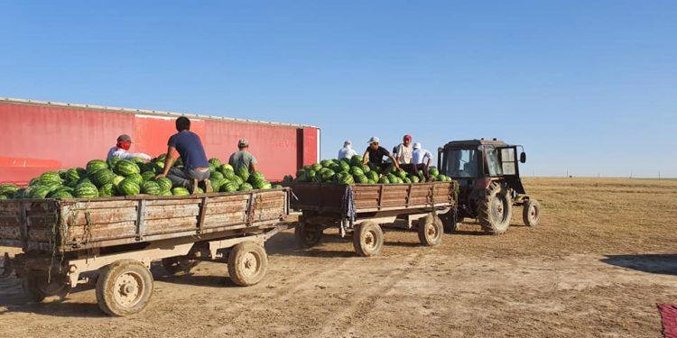 ТҮРКІСТАН ОБЛЫСЫ: ШАРДАРАЛЫҚ ДИХАНДАР 6500 ТОННА ҚАРБЫЗДЫ ЭКСПОРТТАП ҮЛГЕРДІ