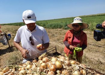 ТҮРКІСТАН ОБЛЫСЫ: ШАРДАРА АУДАНЫНАН АЛҒАШҚЫ 500 ТОННА ПИЯЗ НАРЫҚҚА ШЫҚТЫ