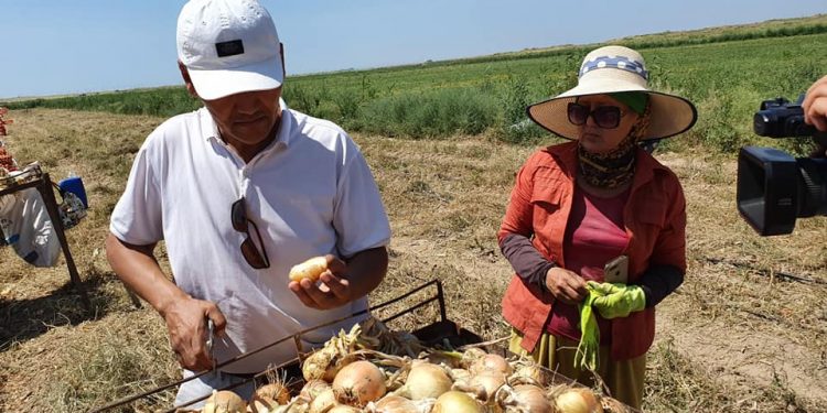 ТҮРКІСТАН ОБЛЫСЫ: ШАРДАРА АУДАНЫНАН АЛҒАШҚЫ 500 ТОННА ПИЯЗ НАРЫҚҚА ШЫҚТЫ