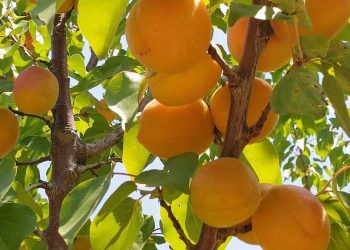 ҚАРҚЫНДЫ БАУ – ТАБЫС КӨЗІ