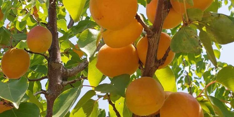 ҚАРҚЫНДЫ БАУ – ТАБЫС КӨЗІ