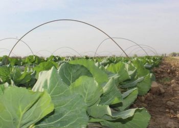 ТҮРКІСТАН ОБЛЫСЫНДА БИЫЛҒЫ ЕГІС КӨЛЕМІ 800 МЫҢ ГЕКТАРДАН АСАДЫ