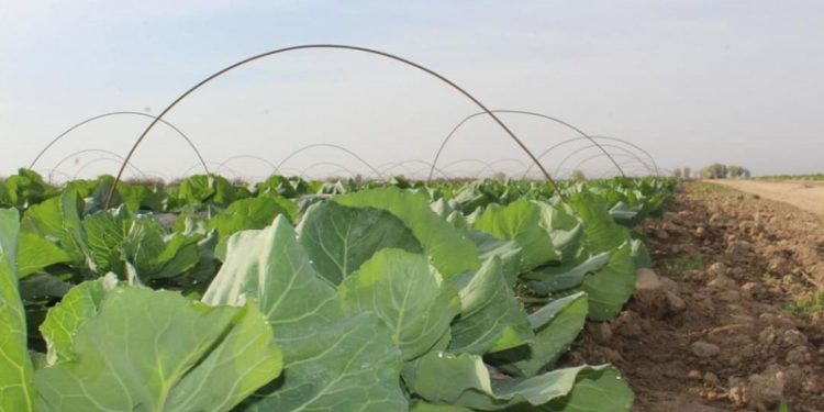 ТҮРКІСТАН ОБЛЫСЫНДА БИЫЛҒЫ ЕГІС КӨЛЕМІ 800 МЫҢ ГЕКТАРДАН АСАДЫ