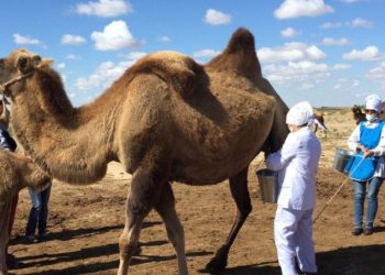 ТҮРКІСТАН: СОЗАҚТЫҚ ШАРУАЛАР 30 ТОННА ТҮЙЕ СҮТІН ӨТКІЗДІ