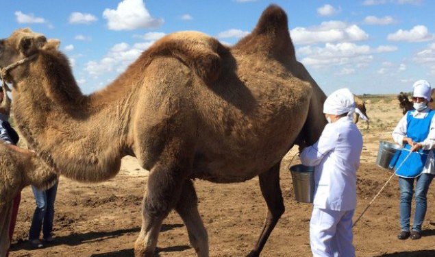 ТҮРКІСТАН: СОЗАҚТЫҚ ШАРУАЛАР 30 ТОННА ТҮЙЕ СҮТІН ӨТКІЗДІ