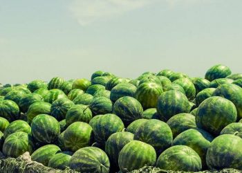 ТҮРКІСТАН: РЕСЕЙГЕ 25 ТОННА ҚАРБЫЗ ЖӨНЕЛТІЛДІ