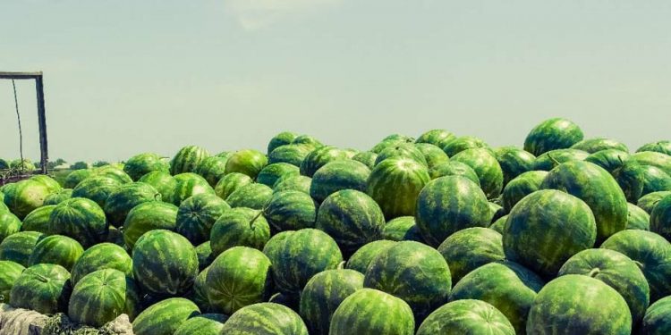 ТҮРКІСТАН: РЕСЕЙГЕ 25 ТОННА ҚАРБЫЗ ЖӨНЕЛТІЛДІ