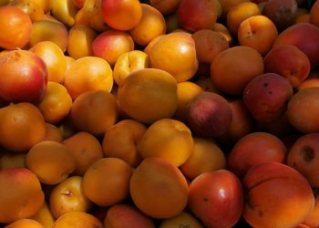 ТҮРКІСТАН: БАҒБАНДАР ҚАРҚЫНДЫ БАУДЫҢ ЖЕМІСІН ЖИНАЙ БАСТАДЫ