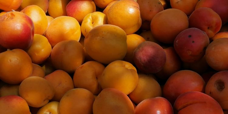 ТҮРКІСТАН: БАҒБАНДАР ҚАРҚЫНДЫ БАУДЫҢ ЖЕМІСІН ЖИНАЙ БАСТАДЫ