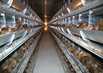 ТҮРКІСТАН: ҚҰС ФАБРИКАСЫ ӨЗ ӨНІМІМЕН АУДАНДЫ ТОЛЫҚ ҚАМТАМАСЫЗ ЕТУДЕ