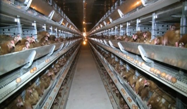 ТҮРКІСТАН: ҚҰС ФАБРИКАСЫ ӨЗ ӨНІМІМЕН АУДАНДЫ ТОЛЫҚ ҚАМТАМАСЫЗ ЕТУДЕ