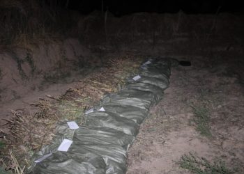 ТҮРКІСТАН ОБЛЫСЫНЫҢ ПОЛИЦЕЙЛЕРІ 205 КЕЛІДЕН АСТАМ КӨКНӘР ТӘРКІЛЕДІ