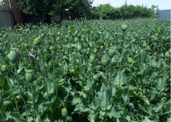 ТҮРКІСТАН ТҰРҒЫНЫ АУЛАСЫНДА КӨКНӘР ӨСІРГЕН