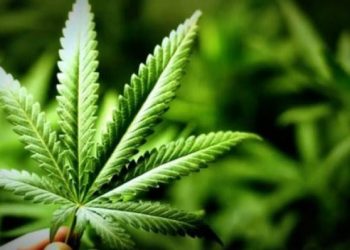 ТҮРКІСТАН ОБЛЫСЫ ТҰРҒЫНЫНЫҢ АУЛАСЫНАН БЕС ТҮП ҚАРАСОРА ТАБЫЛДЫ