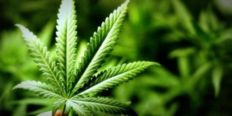 ТҮРКІСТАН ОБЛЫСЫ ТҰРҒЫНЫНЫҢ АУЛАСЫНАН БЕС ТҮП ҚАРАСОРА ТАБЫЛДЫ