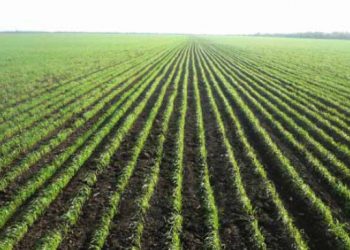 Түркістан облысы құрылғалы егіс көлемі 12 мың гектарға артқан