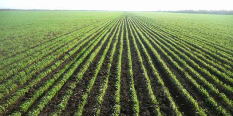 Түркістан облысы құрылғалы егіс көлемі 12 мың гектарға артқан