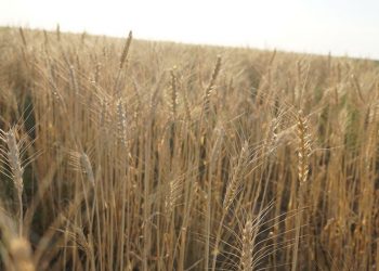 АСТЫҚ ОРУ НАУҚАНЫ БАСТАЛДЫ