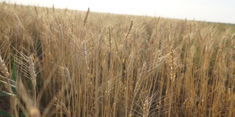 АСТЫҚ ОРУ НАУҚАНЫ БАСТАЛДЫ