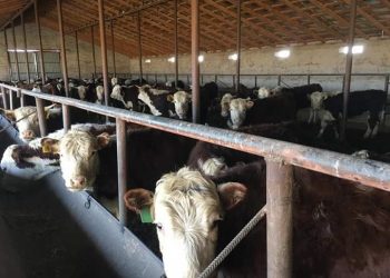 АСЫЛ ТҰҚЫМДЫ ІРІ ҚАРА САНЫ АРТУДА