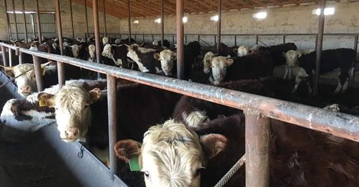 АСЫЛ ТҰҚЫМДЫ ІРІ ҚАРА САНЫ АРТУДА