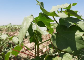 МАҚТААРАЛ: ЗАҚЫМДАҒАН ЕГІСТІКТІҢ 50 ПАЙЫЗДАН АСТАМЫ ҚАЛПЫНА КЕЛТІРІЛДІ