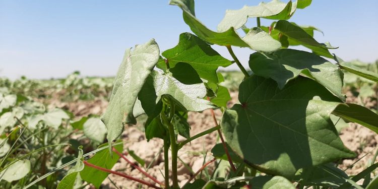 МАҚТААРАЛ: ЗАҚЫМДАҒАН ЕГІСТІКТІҢ 50 ПАЙЫЗДАН АСТАМЫ ҚАЛПЫНА КЕЛТІРІЛДІ