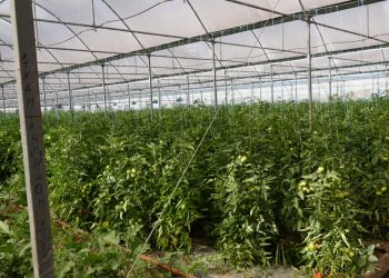 ТҮРКІСТАН: КЕЛЕСТІК ШАРУА ҚЫЗАНАҚТЫҢ 40 ТҮРЛІ СОРТЫН ӨСІРЕДІ