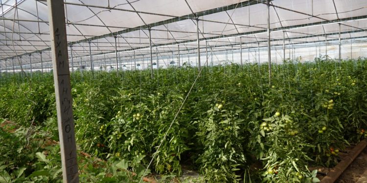 ТҮРКІСТАН: КЕЛЕСТІК ШАРУА ҚЫЗАНАҚТЫҢ 40 ТҮРЛІ СОРТЫН ӨСІРЕДІ
