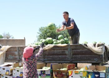 МАҚТААРАЛДЫҚ ДИҚАНДАР МЫҢ ТОННА ҚАРБЫЗДЫ ЭКСПОРТҚА ШЫҒАРДЫ