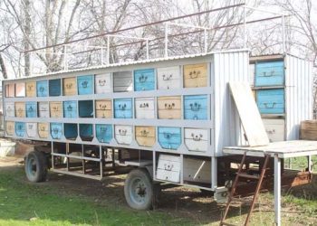 ТОҒЫЗ МЫҢ АРАДАН ОН ТҮРЛІ БАЛ ӨНДІРІЛЕДІ