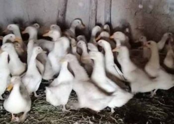 ЖАС КӘСІПКЕР ҚҰС ШАРУАШЫЛЫҒЫН ҚОЛҒА АЛҒАН