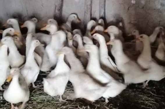ЖАС КӘСІПКЕР ҚҰС ШАРУАШЫЛЫҒЫН ҚОЛҒА АЛҒАН