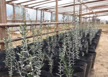 ҚАЗАҚСТАН БОЙЫНША ЗӘЙТҮН ЕГУДІ АЛҒАШ БОЛЫП ЖЕТІСАЙЛЫҚТАР ҚОЛҒА АЛЫП ОТЫР