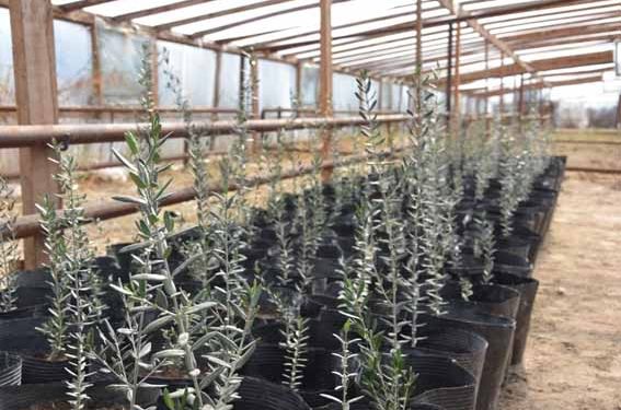 ҚАЗАҚСТАН БОЙЫНША ЗӘЙТҮН ЕГУДІ АЛҒАШ БОЛЫП ЖЕТІСАЙЛЫҚТАР ҚОЛҒА АЛЫП ОТЫР