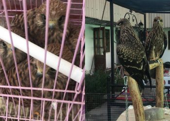 Түркістан облысында жыртқыш құстар торда заңсыз ұсталған