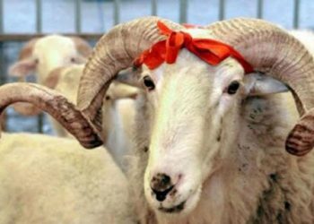 Құрбандық қай уақытта шалынады?