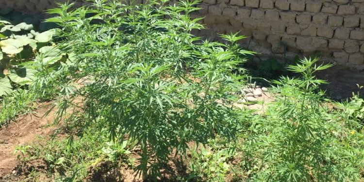 Түркістан облысында қарасора егістігі анықталды