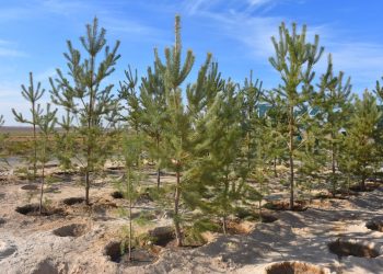 Түркістанда тұқымбақтағы көшет саны 10 миллионға жеткізіледі