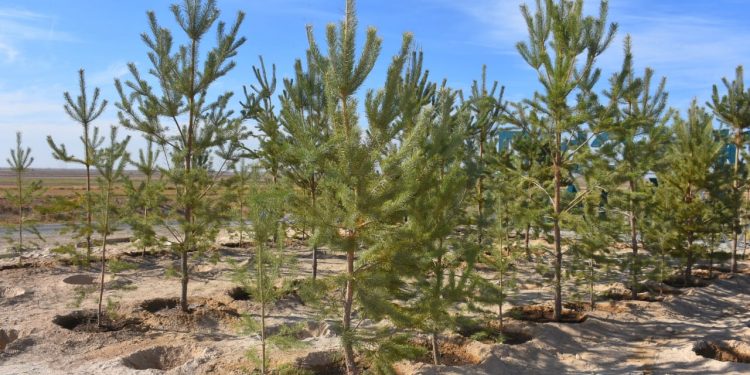 Түркістанда тұқымбақтағы көшет саны 10 миллионға жеткізіледі