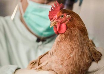 Солтүстік Қазақстан облысында құс тұмауы таралып жатыр