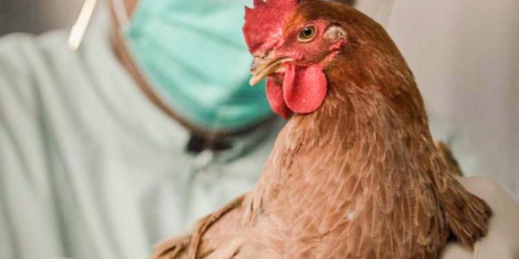 Солтүстік Қазақстан облысында құс тұмауы таралып жатыр