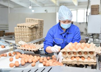 Шымкентте 8 айда 100 миллионнан астам жұмыртқа өндірілді