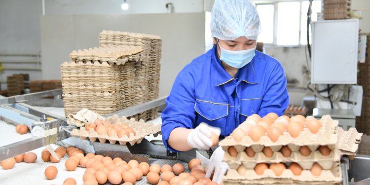 Шымкентте 8 айда 100 миллионнан астам жұмыртқа өндірілді